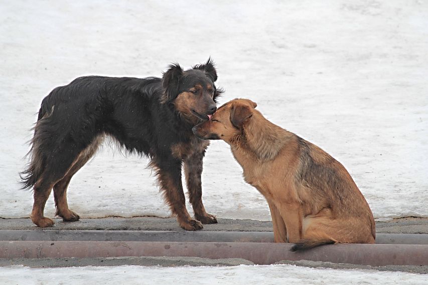 Нам пишут: собачьи страсти в Новотроицке