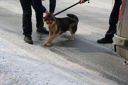 Власти Новотроицка нашли подрядчика, который займётся отловом бездомных животных