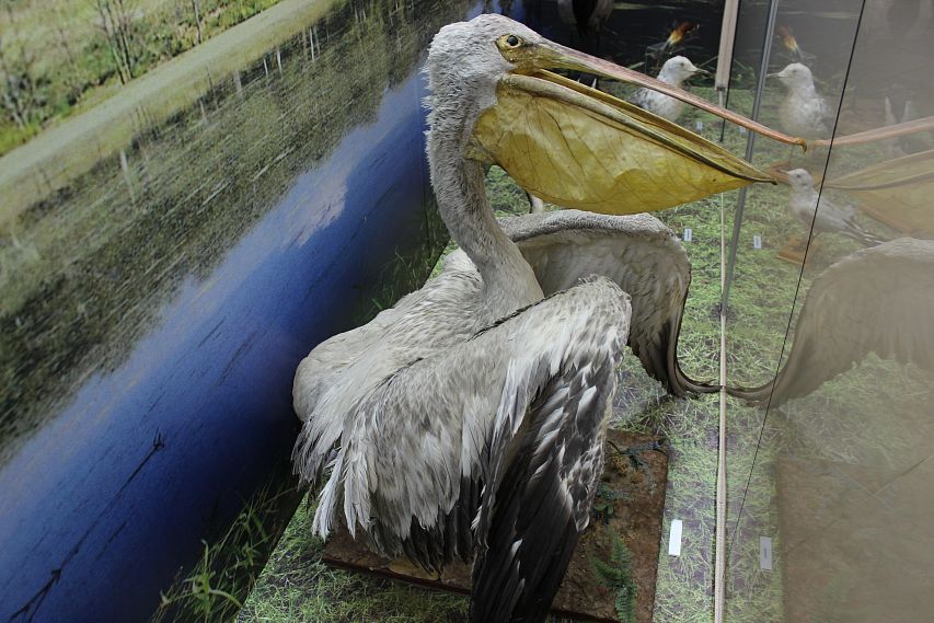 Один экспонат - одна история: Пеликан – любимец музейной публики 