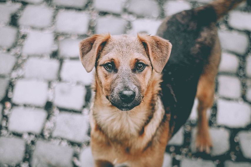 В Оренбуржье в первом чтении приняли закон о наказании за халатность при отлове и содержании бездомных животных